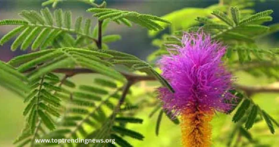 Shani Remedy : शनीची कृपा की विनाश ? 'हे' झाड ठरवेल तुमचं नशिब !