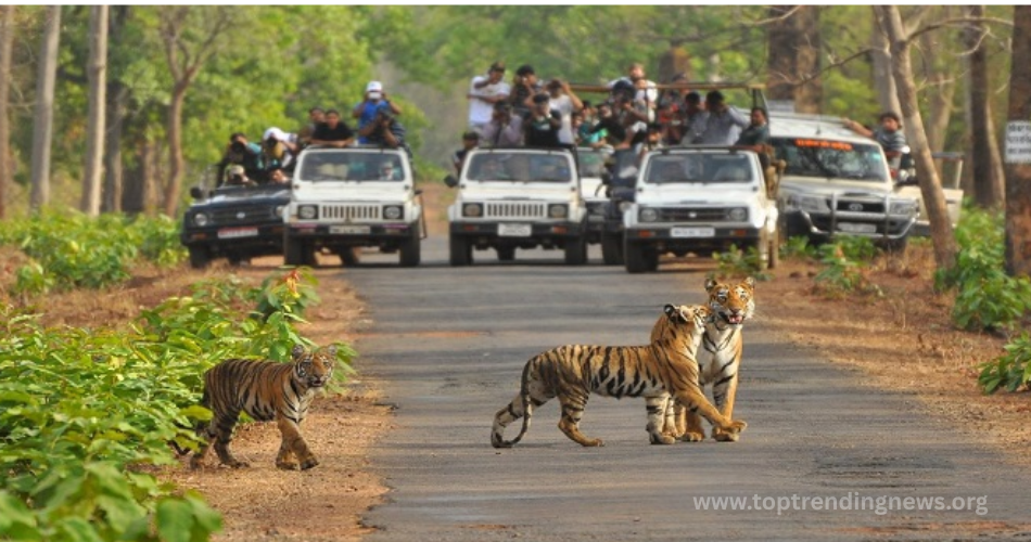 tiger res