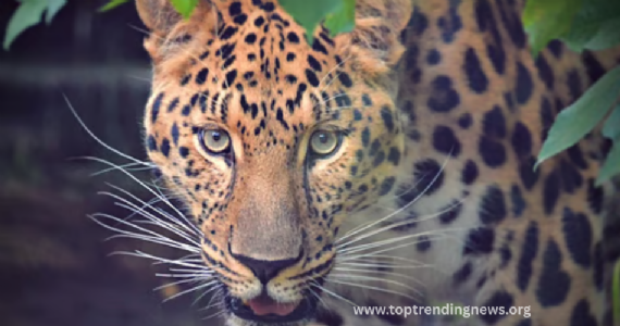 Leopard Attack : थरकापजनक ! बिबट्याचा शिकारी क्षण कॅमेऱ्यात कैद, अंगावर शहारे आणणारा व्हिडिओ व्हायरल