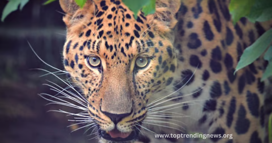 Leopard  