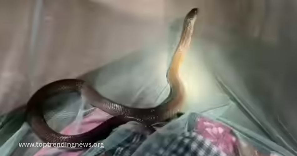 cobra